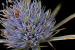 Blueflower eryngo